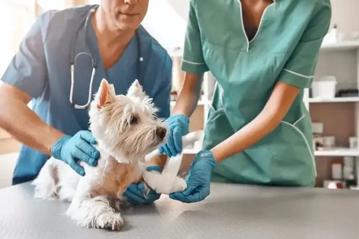 Westie terrier lying on the the table at the vet