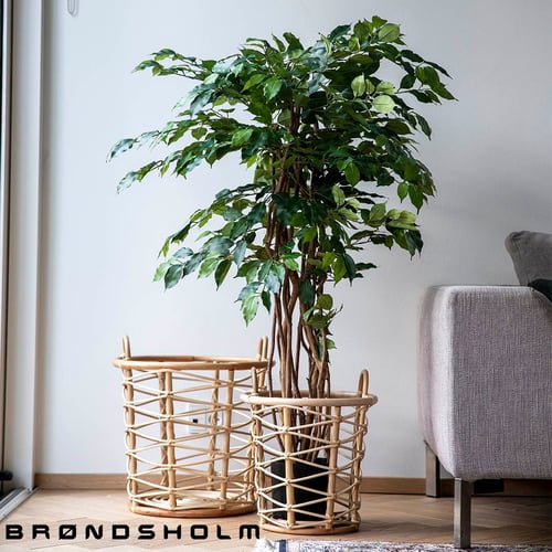 Indoor treeplant