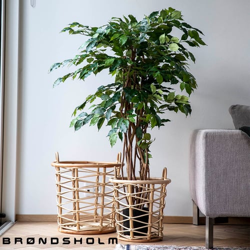 Indoor treeplant Indoor treeplant
