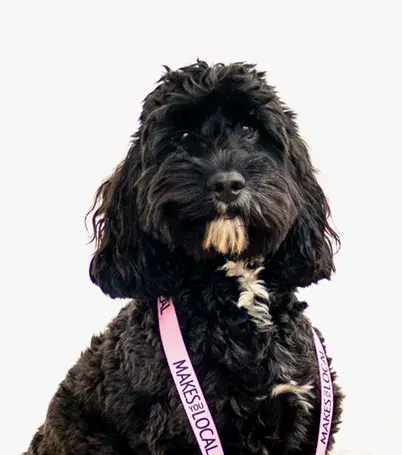 Otto-office-dog-1