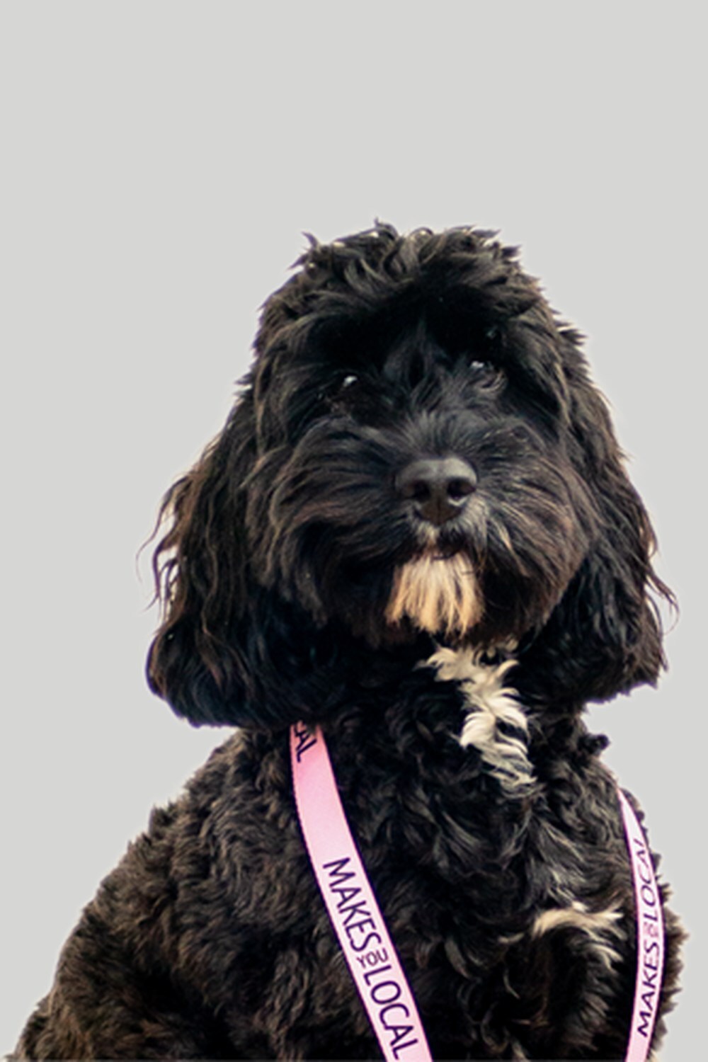 Otto_office_dog